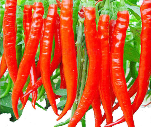 ��h�����(zh��n)С�����L�ɴ�a(ch��n)�I(y��)