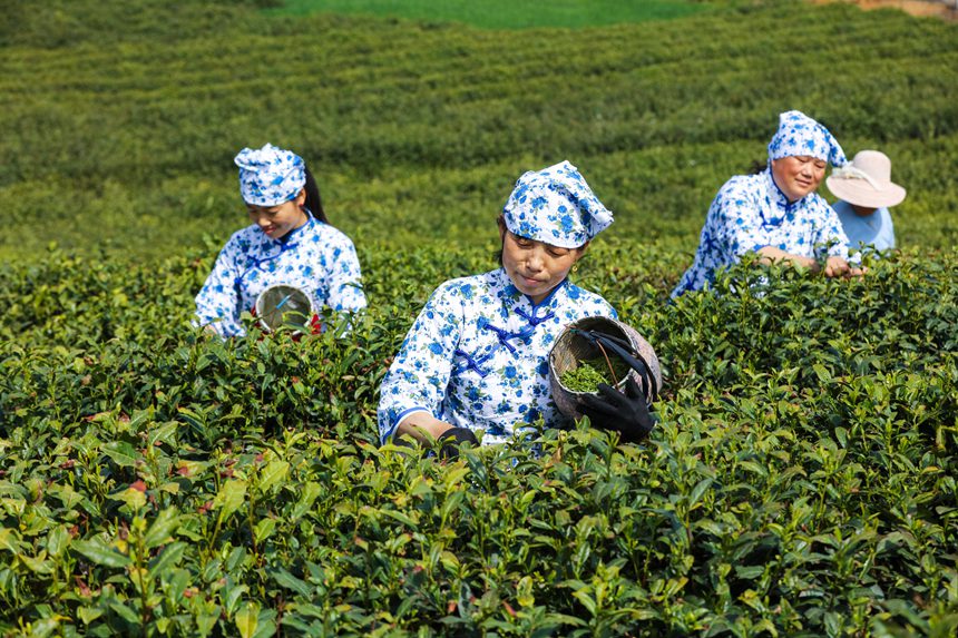 ���r(n��ng)��ժ�������x�f�ؔz