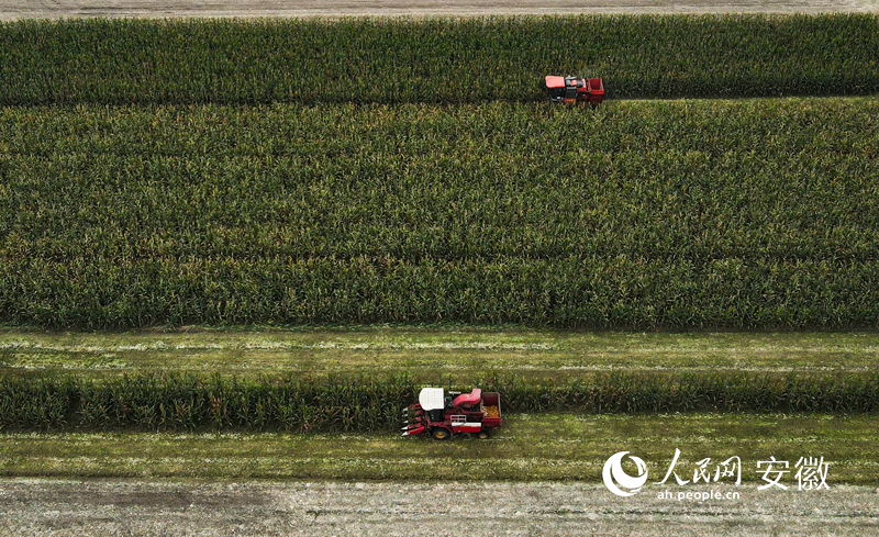 �����йܡ�ģʽ�������طNֲ�����r(n��ng)�a(ch��n)Ʒ�Ј�(ch��ng)�и�����Ԓ�Z(y��)��(qu��n)������W(w��ng) �՝��z