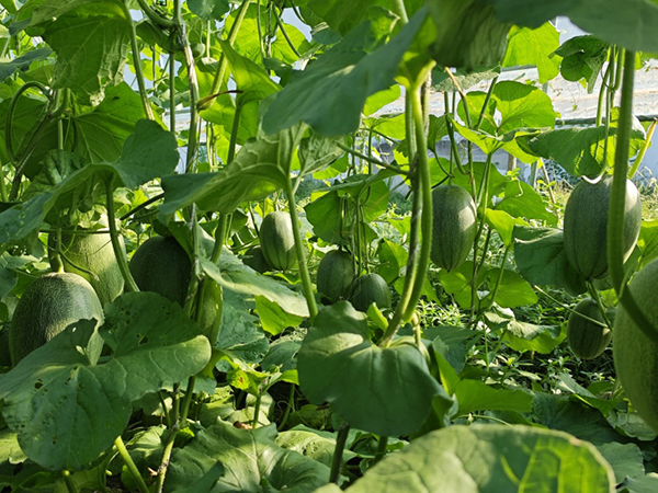 ��������l(f��)���� ����