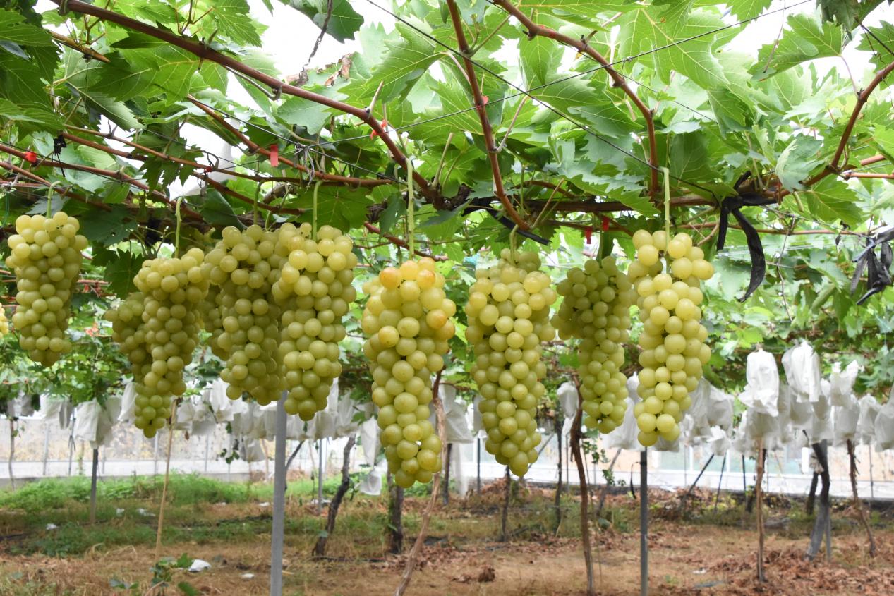 ���ђ�M֦�^�����z