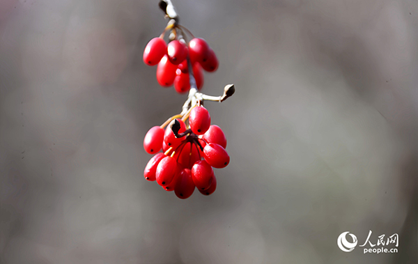 �����ɽ���ǡ�����W(w��ng)ӛ�� ��ƽ�z