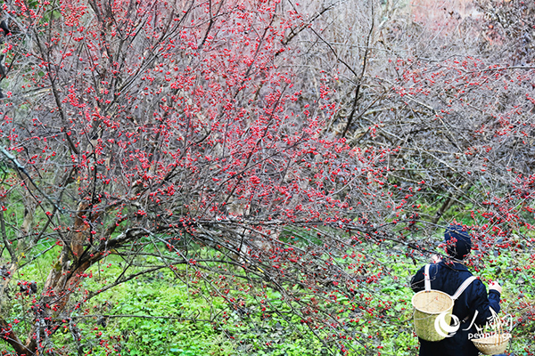 ɽ���ǒ�M֦�^������W(w��ng)ӛ�� ��ƽ�z