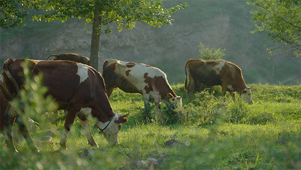 �����ţ��Ʒ�ưl(f��)չ���ġ���ƪ��뢮��l(xi��ng)�����d��