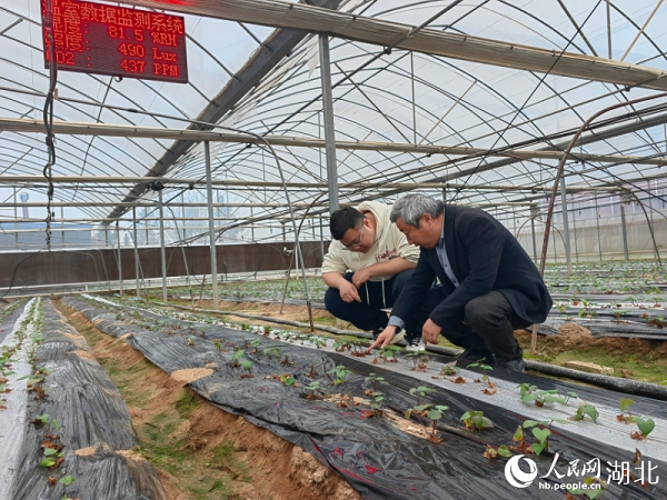 Ҧ��鿴Ó����ļt���N��������W(w��ng)ӛ�� �����Ôz