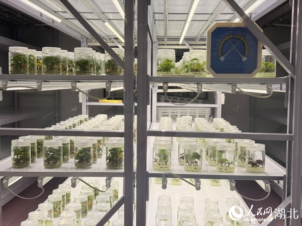 �M���҃�(n��i)��Ó���ļt���N��������W(w��ng)ӛ�� ���h�z