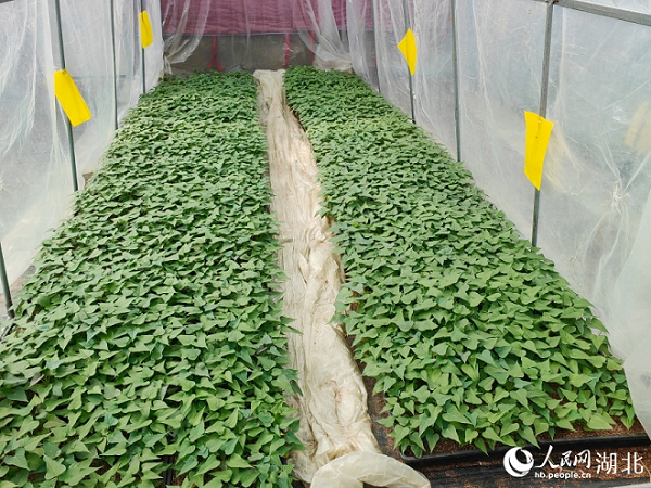 ���ܺ�����(n��i)�ļt���N��������W(w��ng)ӛ�� �����Ôz