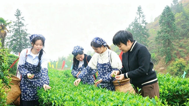 采茶女采摘新茶