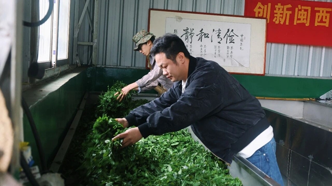 一片茶葉帶動(dòng)一方百姓致富