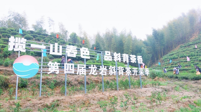 斜背茶開采季啟幕