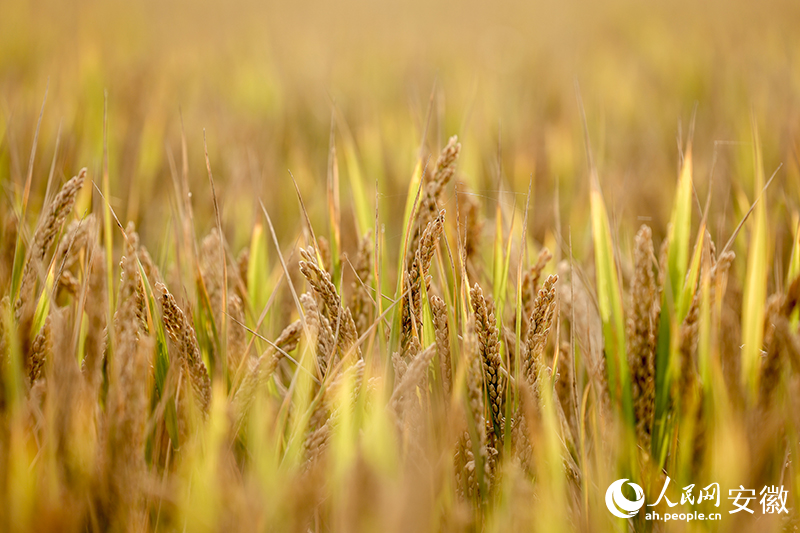 ���hŴ��������W(w��ng)ӛ�� �՝��z