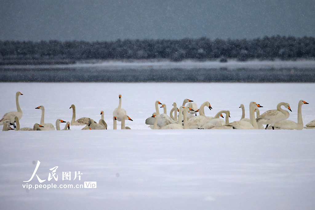 ɽ�|�s�ɣ����Zԡѩ