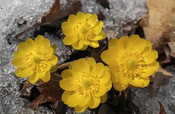 �|����Ϫ�����軨�_��(b��o)����