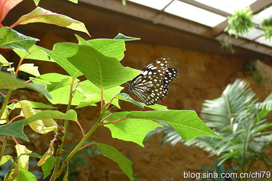 �����ȵĺ���