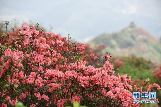 �������������B(t��i)����8���F�ݵ�կ���X���_��ӳɽ�t