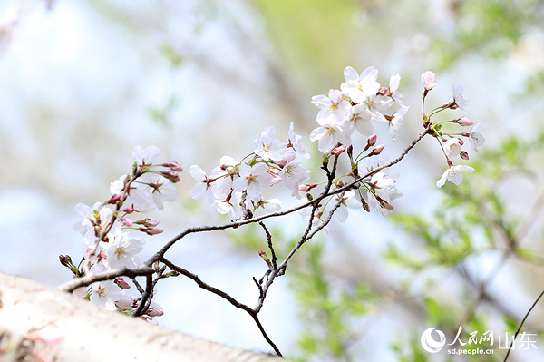 ��ɫ�ѻ��Y�M֦�^����ѩ�`�š�����W(w��ng)ӛ�� �����z