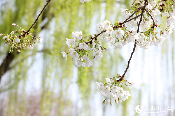 ��ɫ�ѻ��c�۾G��֦��ӳ��Ȥ����������������W(w��ng)ӛ�� �����z