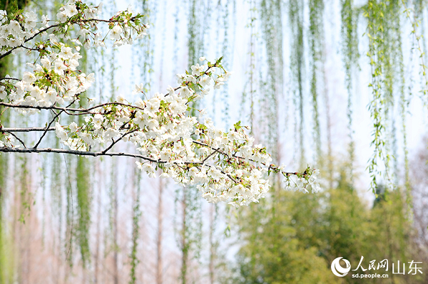 ��ɫ�ѻ��c�۾G��֦��ӳ��Ȥ����������������W(w��ng)ӛ�� �����z