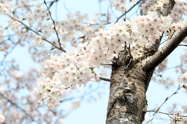 ɽ�|���ϣ��ѻ���ѩ��