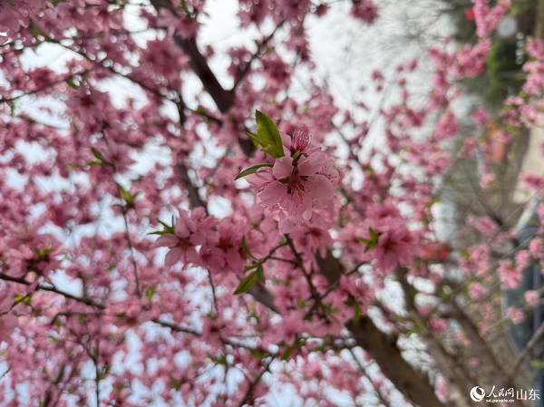 ������ز��ӭ�L(f��ng)������һ�근�ƱM�@�ʳǴ��յĜ����c����������W(w��ng) ���ͯ�z