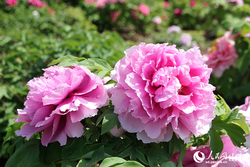 ɽ�|�ʝɣ�ĵ�����_��