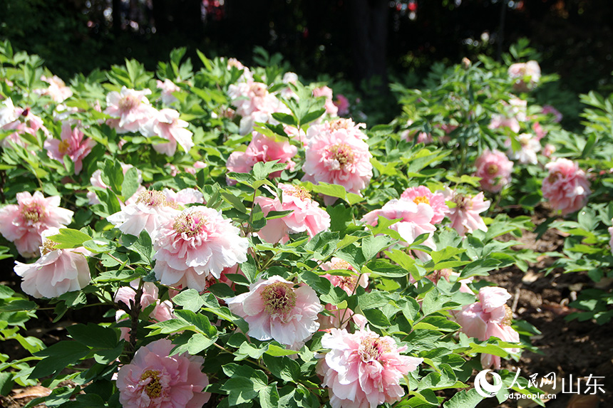 �ںʝ��в���ĵ���@��(n��i)��ĵ����ӭ��ʢ��������W(w��ng)ӛ�� �δ�z