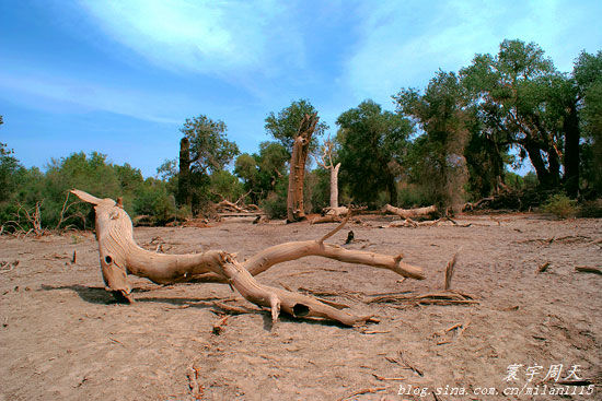 ����������D���ΑB(t��i)����ĺ���֦�� �D�������������˲���