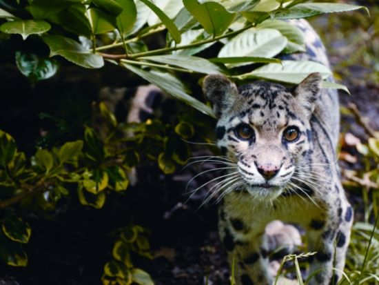 ��ϧ����