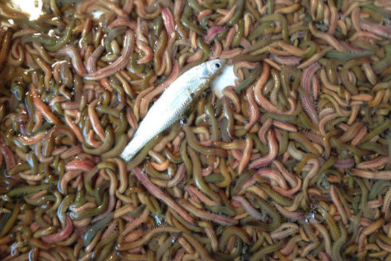 ���������Ă�ʡ�е�ʳ�����ؿ�ζ