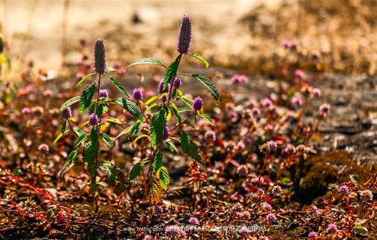 �v�_�����w�(y��n) �˟�����wԽ��ɽ