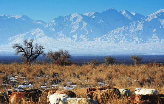 �@��Ķ����ж��� ѩ�����ж���