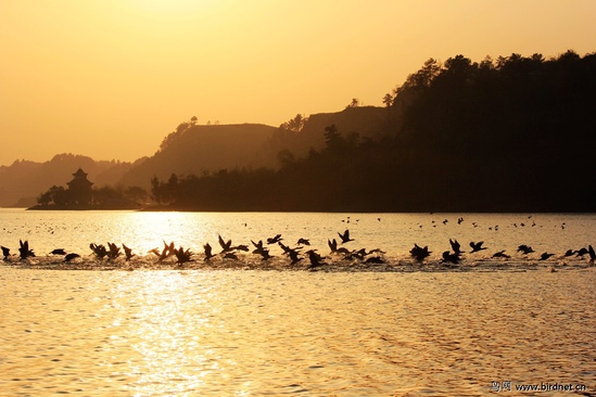 �������������ĸ��F �����������L(f��ng)��