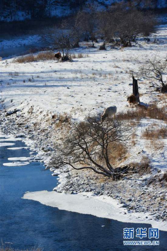 (環(huán)境)(2)嚴(yán)寒中的“不凍河”
