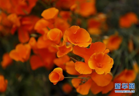 ����(gu��)�H����3���������� ɽ��ʢ��