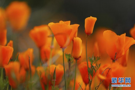 ����(gu��)�H����5���������� ɽ��ʢ��