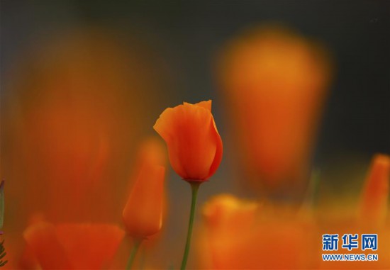 ����(gu��)�H����6���������� ɽ��ʢ��