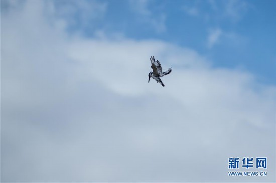 (國(guó)際)(1)以色列埃拉特國(guó)際觀鳥(niǎo)節(jié)