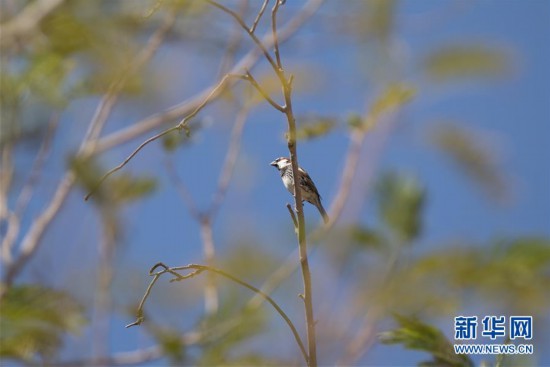 (國(guó)際)(8)以色列埃拉特國(guó)際觀鳥(niǎo)節(jié)
