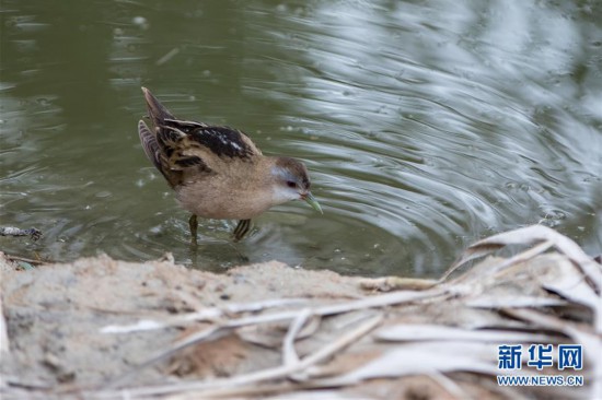 (國(guó)際)(7)以色列埃拉特國(guó)際觀鳥(niǎo)節(jié)