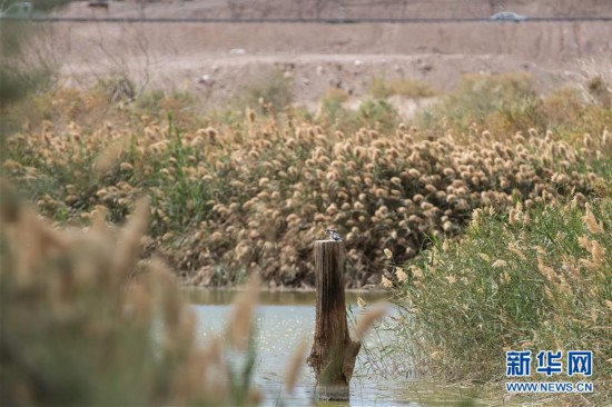 (國(guó)際)(3)以色列埃拉特國(guó)際觀鳥(niǎo)節(jié)