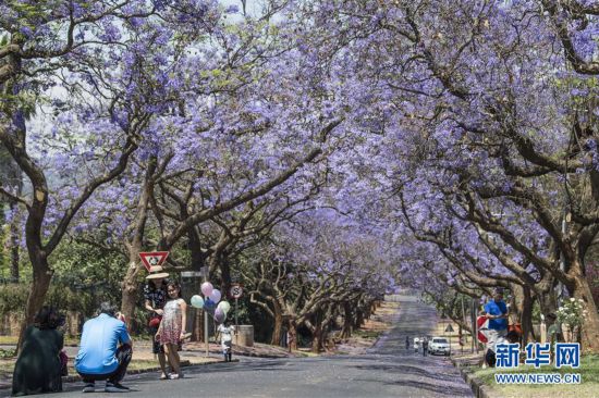 (新華視界)(3)走進(jìn)“藍(lán)花楹之城”