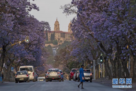 (新華視界)(1)走進(jìn)“藍(lán)花楹之城”