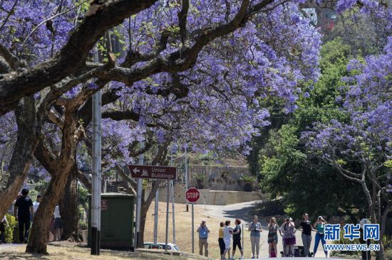 (新華視界)(5)走進(jìn)“藍(lán)花楹之城”