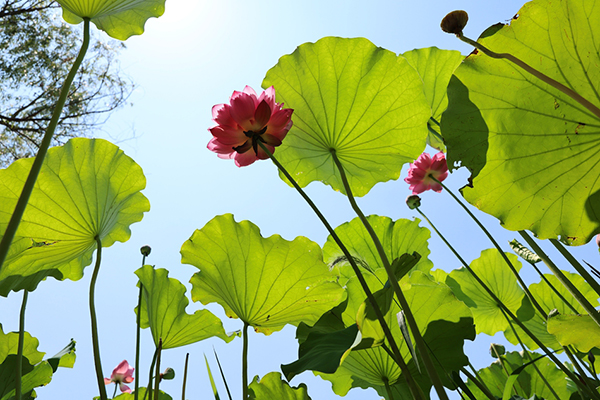 江蘇金湖:以荷為媒”