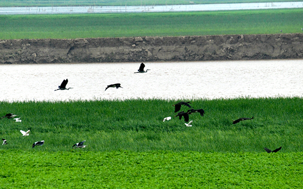 �D6���BȺ�r(sh��)���w��r(sh��)��Ғʳ ��𹷔z