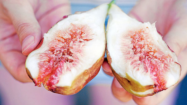 無(wú)花果熟滿園香”