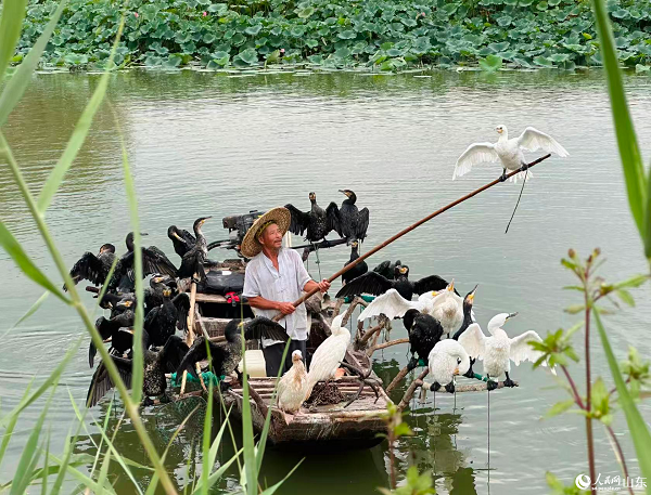 微山湖光煥新景”