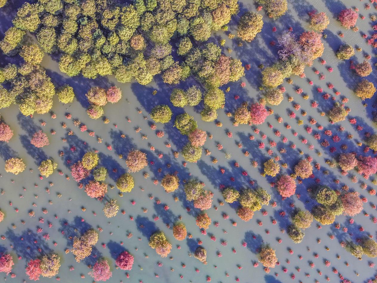 ���Տ]����������ɼ��