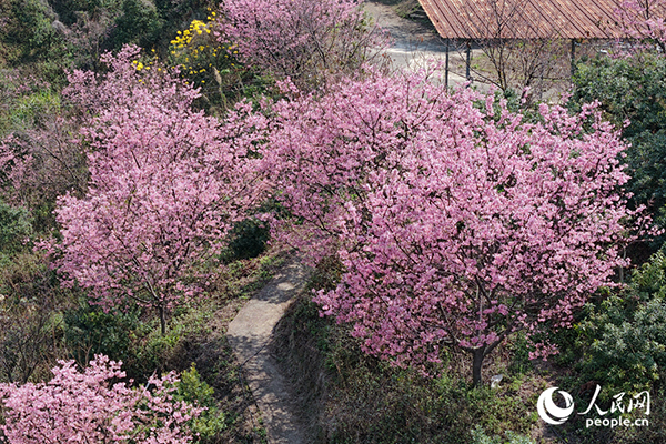 �@�бM�@��ⴺ��������W(w��ng)ӛ�� ꐲ��z