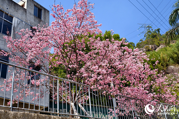 ���t�ۼ��ˡ��ѻ���֦�^��(j��ng)��`��������W(w��ng)ӛ�� ꐲ��z